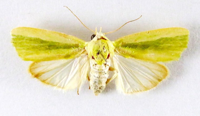 Spotted bollworm moth (Earias vittella), museum specimen showing the pale stripe on the green forewing