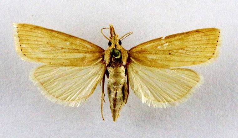 Adult spotted stem borer moth (specimen)