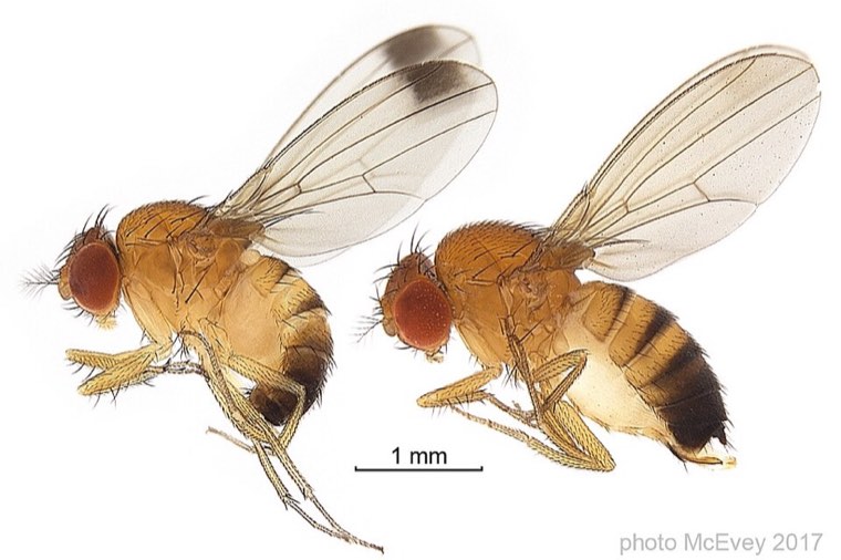 Spotted wing drosophila male and female