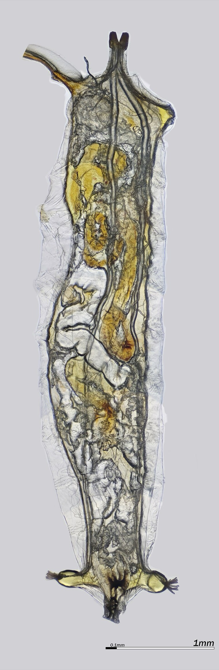 Spotted wing drosophila larva in fruit