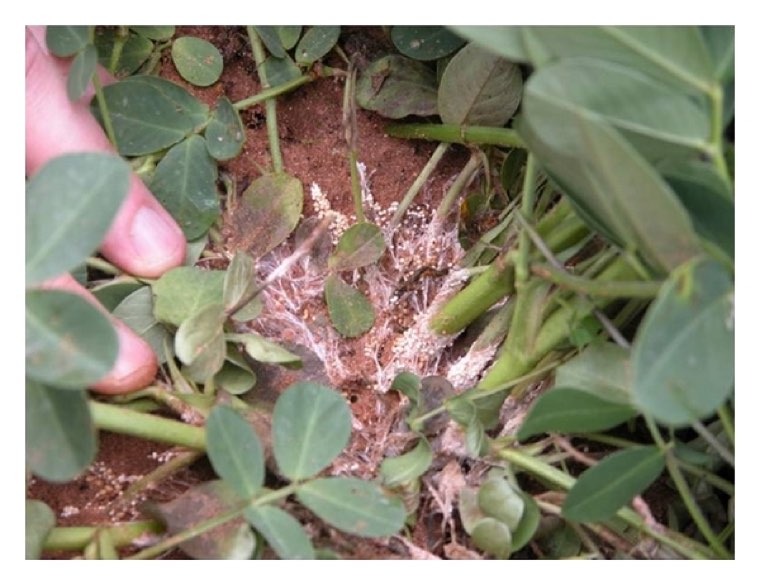 White mould of Sclerotium rolfsii on the crown of a groundnut plant