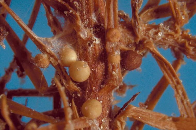 Round tan sclerotia of Athelia rolfsii, like mustard seeds, at the base of an infected juniper plant