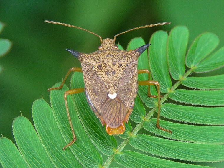 Neotropical brown stink bug (Euschistus heros) with spined shoulders