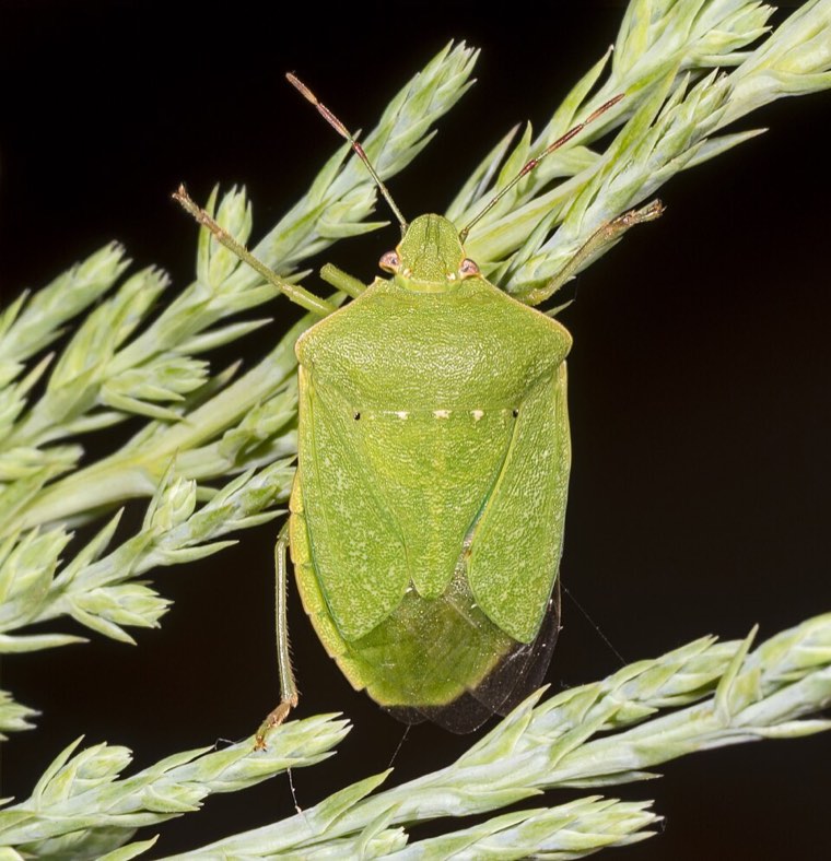 Southern green stink bug (Nezara viridula), a bright green shield bug