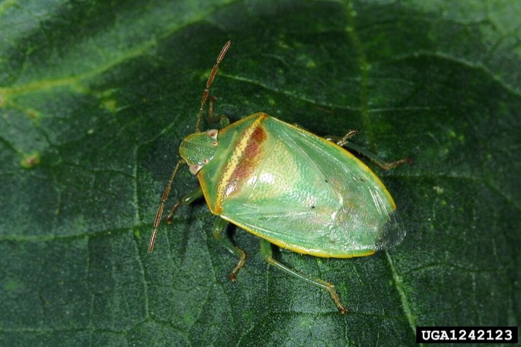 Red-banded stink bug (Piezodorus guildinii) on a leaf