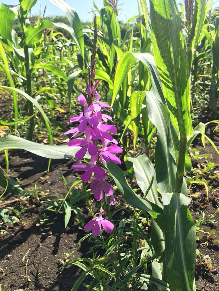 Striga hermonthica in flower