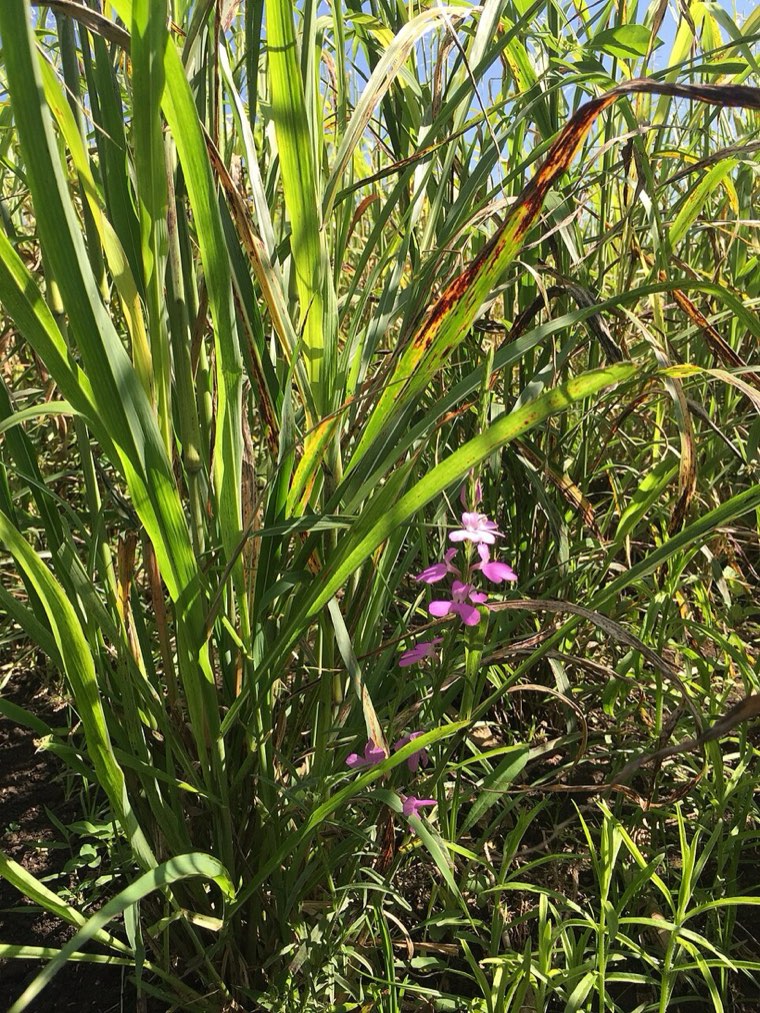 Striga growing among cereal plants