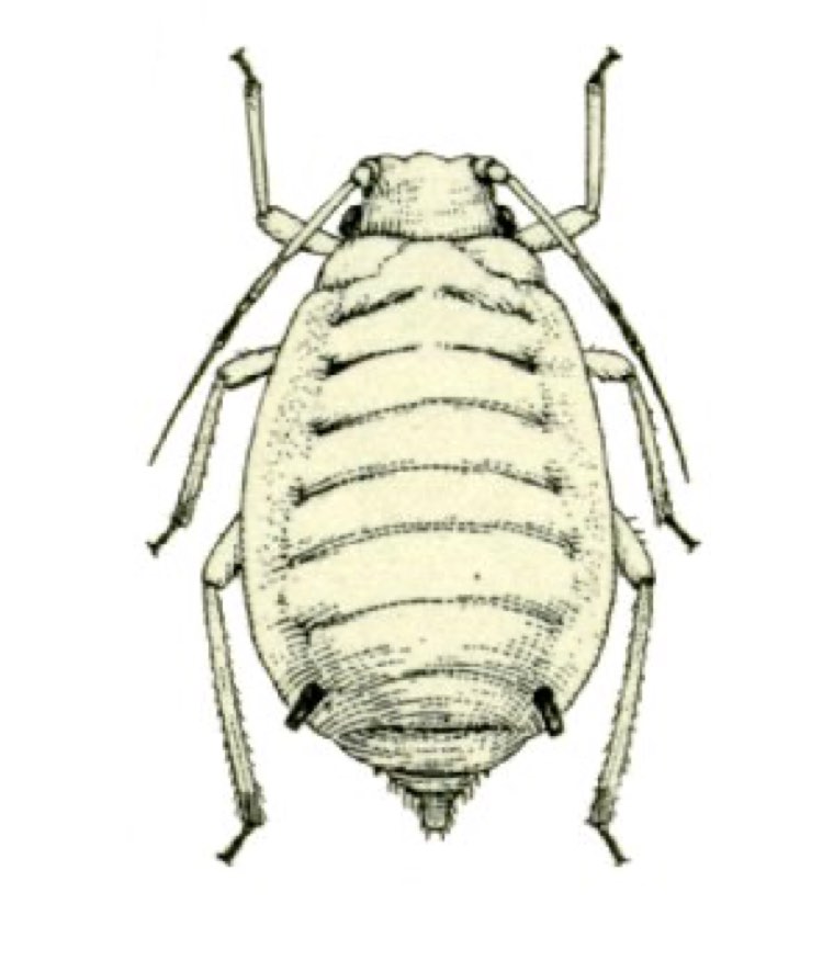 Drawing of the sugarcane aphid, Melanaphis sacchari