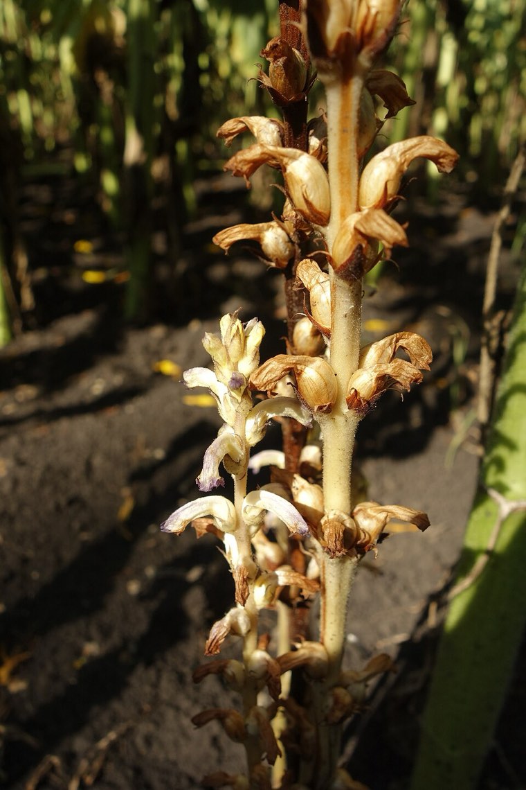 Pale flowering spike of sunflower broomrape (Orobanche cumana)