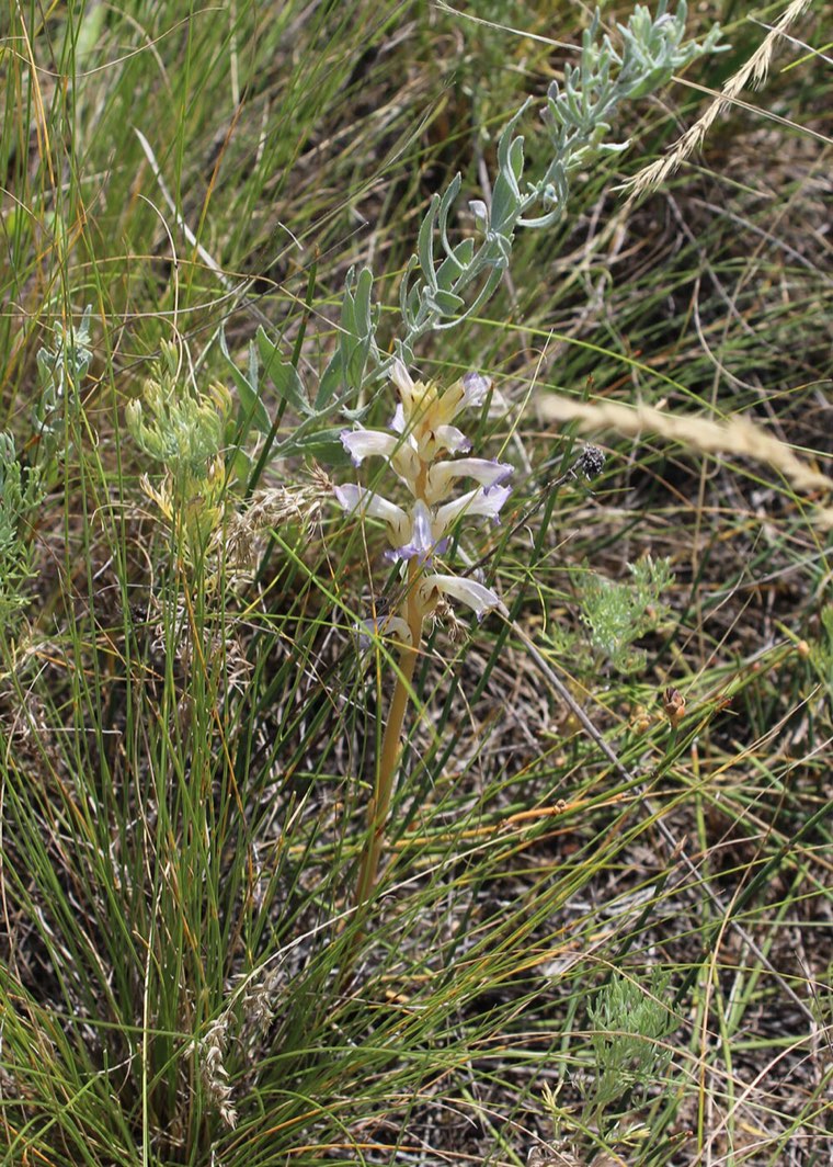 Sunflower broomrape (Orobanche cumana) shoots with bluish flowers