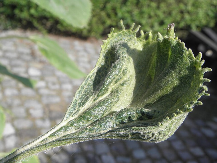 Sunflower leaf with downy mildew: pale bleaching along the veins and downy growth on the underside