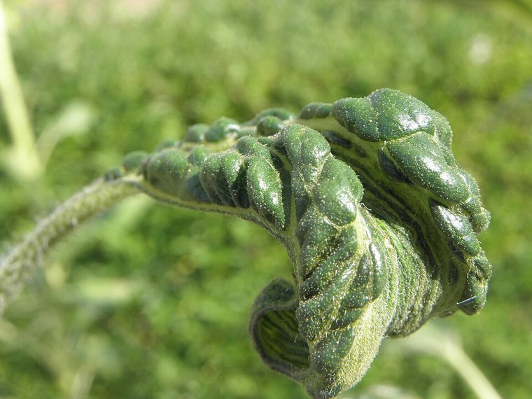 Distorted, blistered sunflower leaf with vein bleaching caused by downy mildew