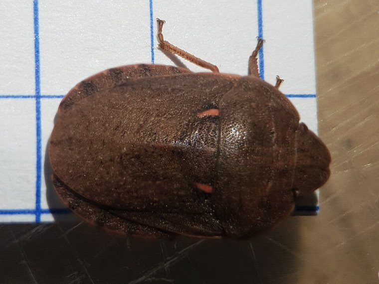 Adult sunn pest (Eurygaster integriceps) seen from above, showing the large shield covering the abdomen
