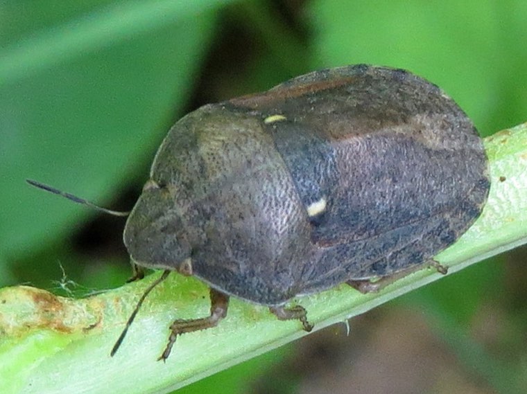 Adult sunn pest (Eurygaster integriceps) on a plant