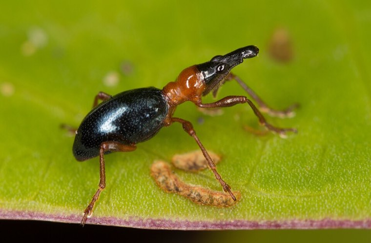 Adult sweet potato weevil (Cylas formicarius)