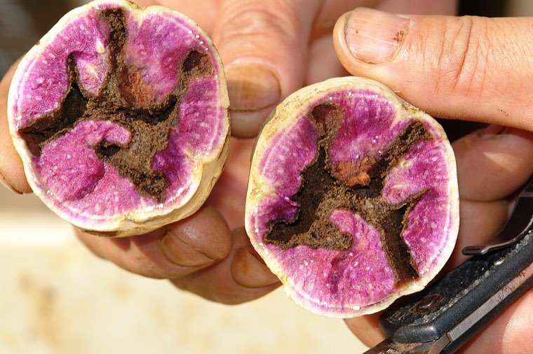 Sweet potato roots cut open to show weevil tunnels