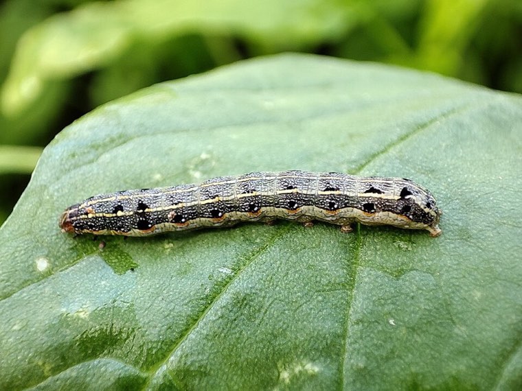 Tobacco cutworm (Spodoptera litura) larva on a leaf