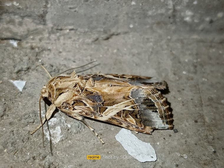 Male Spodoptera litura moth