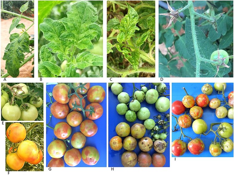 Tomato brown rugose fruit virus symptoms: mottled leaves and tomato fruit with yellow blotches and brown, wrinkled patches