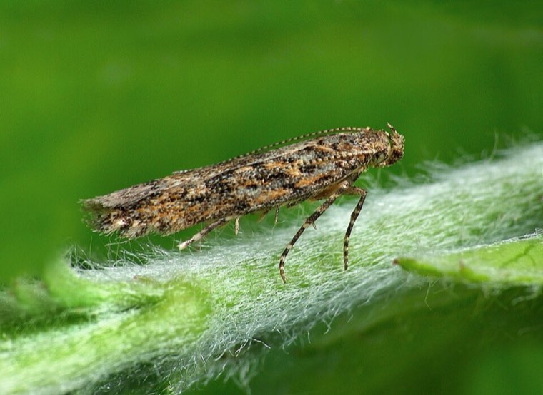 Adult tomato leaf miner (Tuta absoluta)