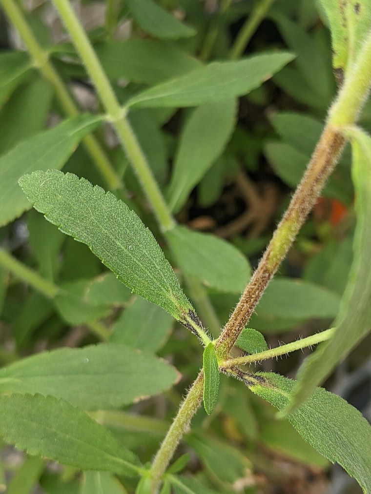 Tomato spotted wilt virus on stevia: dark necrotic streaks on the stem and leaf base