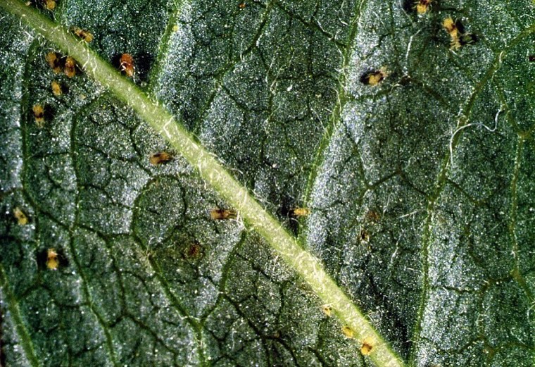 Two-spotted spider mites on a leaf