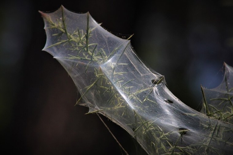 Spider mite webbing on a leaf