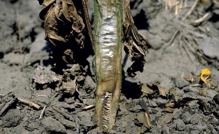Sunflower stem base affected by Verticillium wilt, with dark discoloured tissue and dead leaves