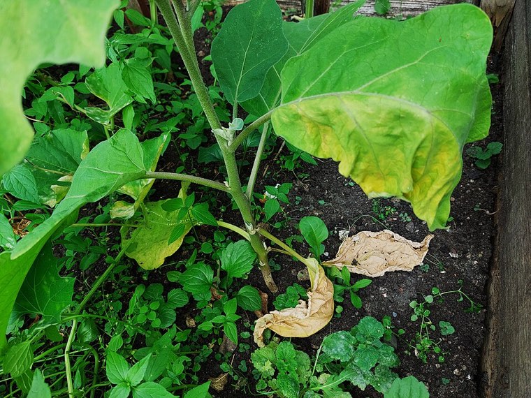 Eggplant with Verticillium wilt: yellowing and dead lower leaves