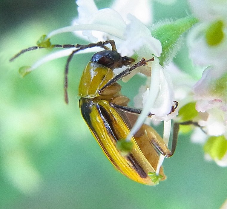 Adult western corn rootworm beetle