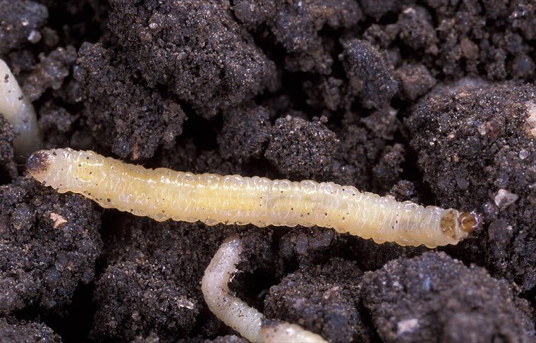Western corn rootworm larvae