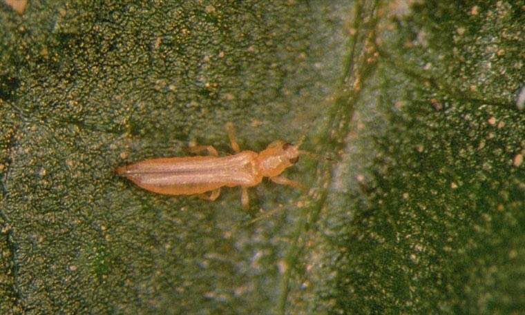 Western flower thrips adult on a leaf