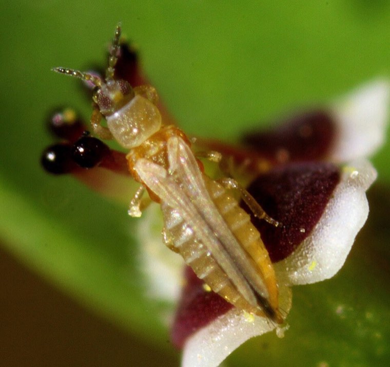 Western flower thrips in a flower