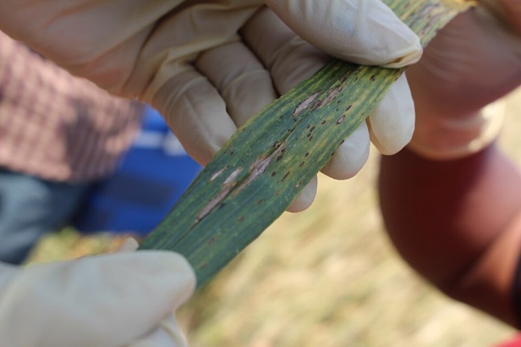 Wheat ears and stem with wheat blast symptoms