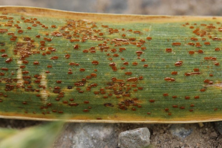 Wheat leaf with orange-brown leaf rust pustules