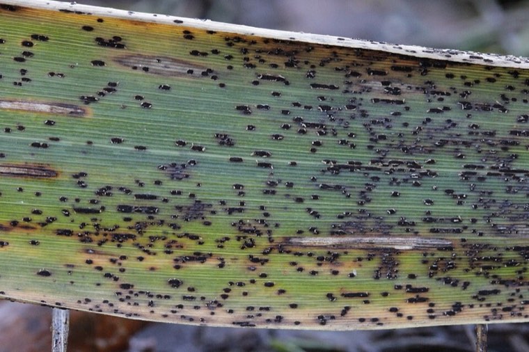 Stem rust (Puccinia graminis) pustules on a grass leaf