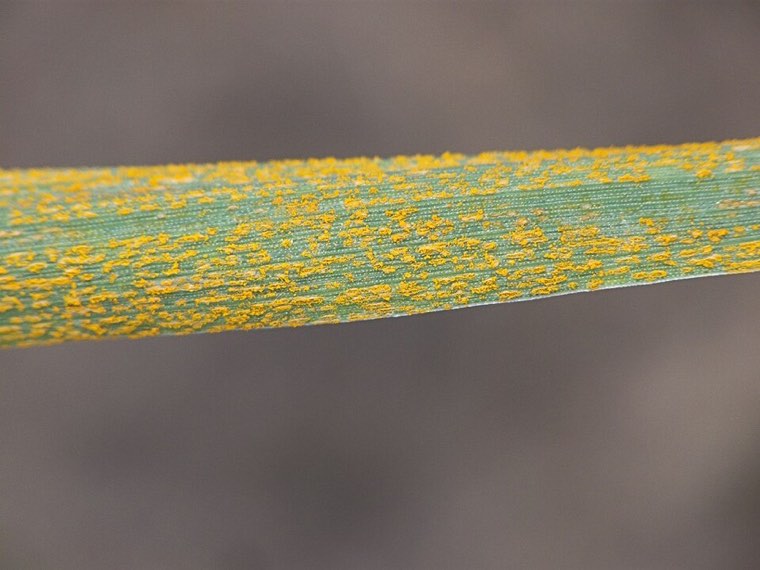 Yellow rust (Puccinia striiformis) stripes on a triticale leaf