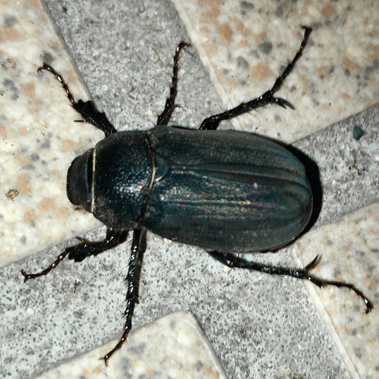 Adult Holotrichia chafer beetle (H. parallela), the parent of white grubs