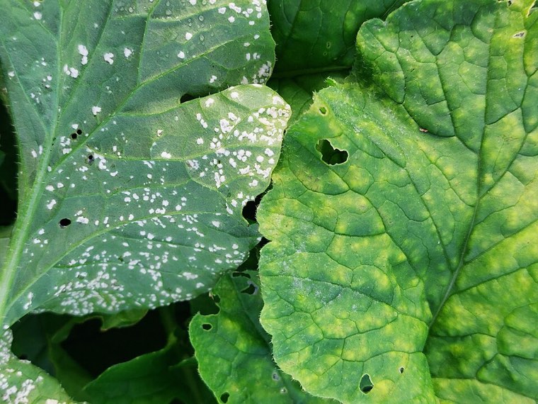 Radish leaves with white rust: yellow patches above raised white pustules