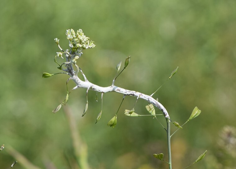 Shepherd's purse with a swollen, distorted 'staghead' caused by white rust