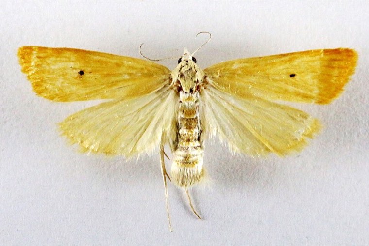 Female yellow stem borer moth showing the black forewing spot