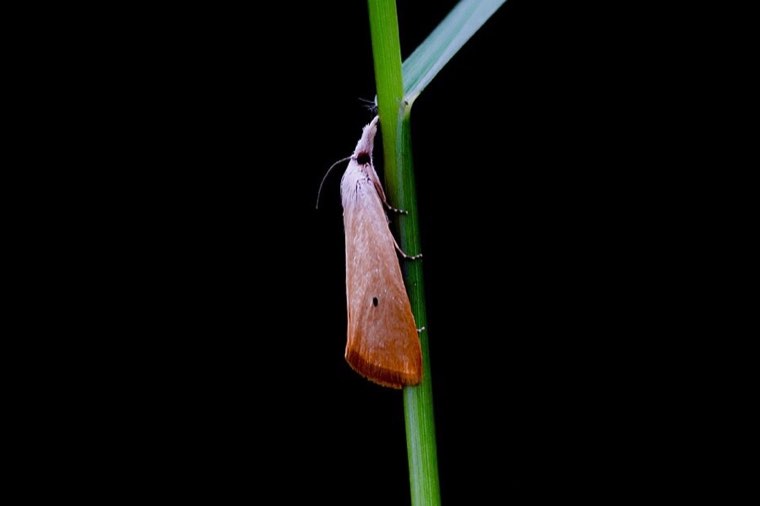 Yellow stem borer moth on a rice stem