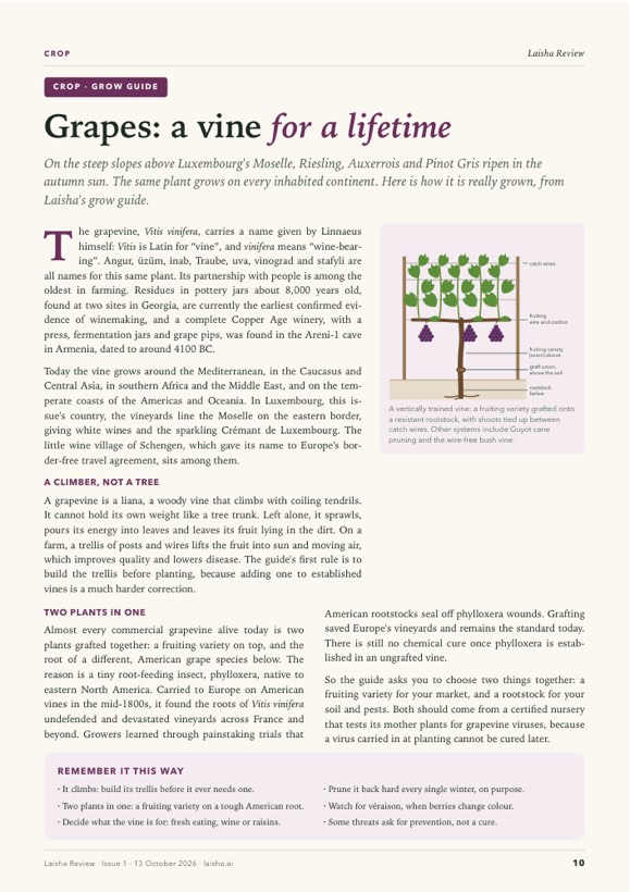 Page 10 of Laisha Review Issue 1, where this article begins